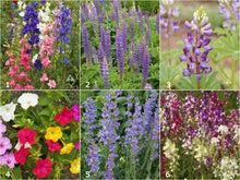 Load image into Gallery viewer, Hummingbird Scatter Garden