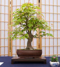 Load image into Gallery viewer, Japanese Maple Bonsai Tree Seed Grow Kit