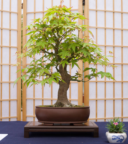 Japanese Maple Bonsai Tree Seed Grow Kit