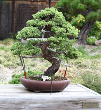 Load image into Gallery viewer, Chinese Juniper Bonsai Tree Seed Grow Kit
