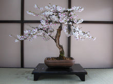 Load image into Gallery viewer, Japanese Flowering Cherry Blossom Bonsai Tree Seed Grow Kit
