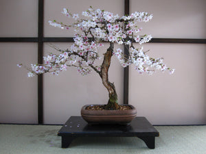 Japanese Flowering Cherry Blossom Bonsai Tree Seed Grow Kit