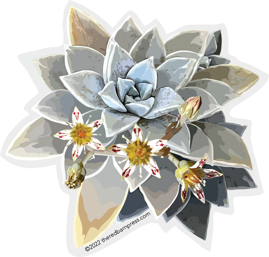 Blooming Succulent Sticker