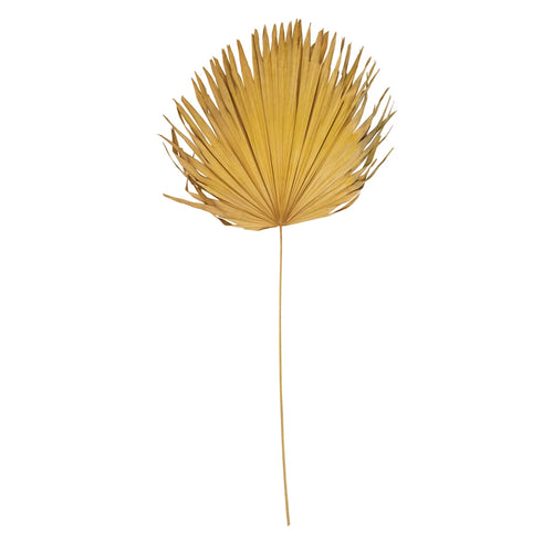 Dried Palm Leaf